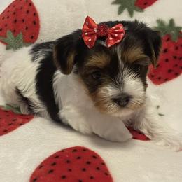 Cissy - Parti female Yorkshire Terrier puppy in Forest, Virginia from Majestic Touch Kennels and Pet Services