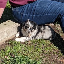 Australian Shepherd Puppies from Legacy Ranch Australian Shepherds