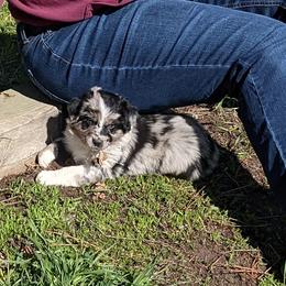 Australian Shepherd Puppies from Legacy Ranch Australian Shepherds