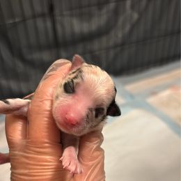 Halsey - Blue merle female Miniature Australian Shepherd puppy in Greer, South Carolina from DRS Mini Australian Shepherds