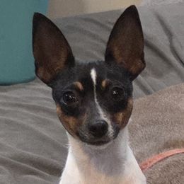 Spar - Toy Fox Terrier