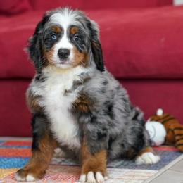 Fallon - Merle male Bernedoodle puppy in Dundee, Ohio from Down Home Doodle
