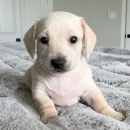 HOLLY - Cream female Dachshund puppy in Fort Worth, Texas from Chadwick Farms Mini Dachshunds