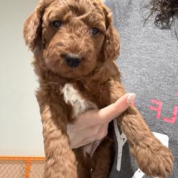 Yellow - Red  male Goldendoodle puppy in Southampton, Pennsylvania from Pumpkin Patch Doodles