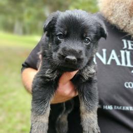 Purple collar girl - Bi-color female German Shepherd puppy in Lake City, Florida from Saylor Shepherds