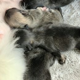 Pomeranian Puppies from Castor Poms