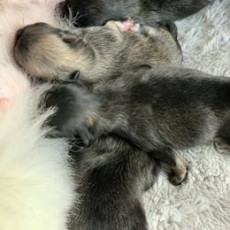 Pomeranian Puppies from Castor Poms