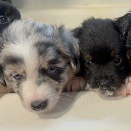 Miniature Australian Shepherd Puppies from Peace Creek Aussies