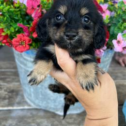 Bear Claw - Black and tan male Dachshund puppy in Payette, Idaho from NT Mini Doxies