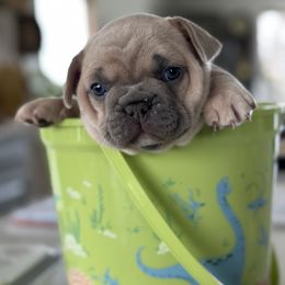 French Bulldog Puppies from Frontier Frenchies, LLC