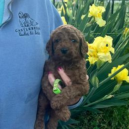 Lime green - Red  male Goldendoodle puppy in Indian Trail, North Carolina from Castleberry Doodles and Poodles