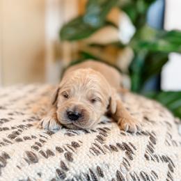 Beignet - Cream female Goldendoodle puppy in Jackson, Tennessee from Doodlebug Farms