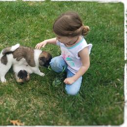 Akita Puppies from Komai Akitas
