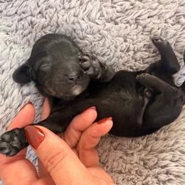 Black boy - Black male Dachshund puppy in Newark, Delaware from Rich Point