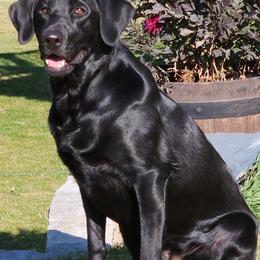 Labrador Retrievers from Whistling Wings Retrievers, LLC.