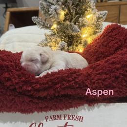 Aspen - Yellow female Labrador Retriever puppy in Tigard, Oregon from Morrison Labrador Retreivers