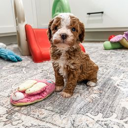 Grayson - Red male Cavapoo puppy in Beresford, South Dakota from DAKOTA DOOD RANCH