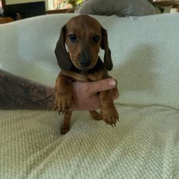 Willie - Black and tan male Dachshund puppy in Deltona, Florida from Alicia’s Adorable Dachshunds