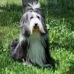 Maya - Bearded Collie