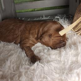 Churro F1b - Red male Cavapoo puppy in Centerton, Arkansas from Velvet Paws Cavapoos