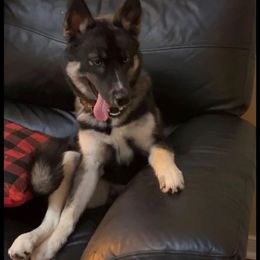 Siberian Husky All Grown Up from Howlin’ Husky Farms