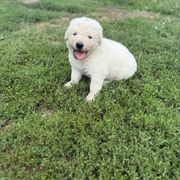 Boy 1 - White male Kuvasz puppy in Ohio from Rising River Kennel Kuvasz