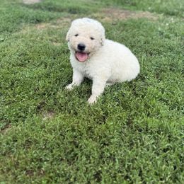 Boy 1 - White male Kuvasz puppy in Ohio from Rising River Kennel Kuvasz