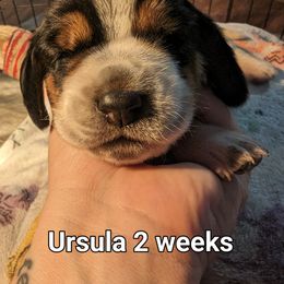 Ursula - Basset Hound puppy in Cardington, Ohio from Buckeye Bassets 419