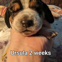 Ursula - Basset Hound puppy in Cardington, Ohio from Buckeye Bassets 419