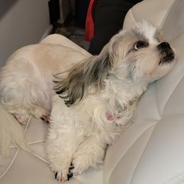 Shih Tzus from Cevie Pups