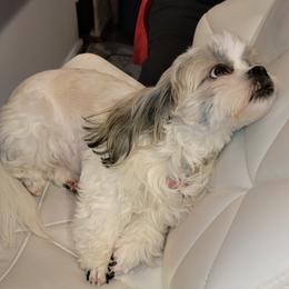 Shih Tzus from Cevie Pups