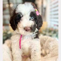 DAPHNE - Parti female Goldendoodle puppy in Houston, Texas from Pia’s Doodle Poodle Wag