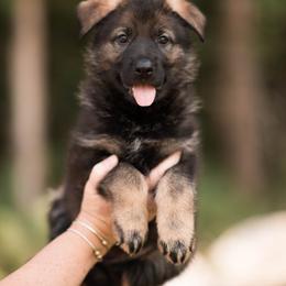 Kate - Sable female German Shepherd puppy in Berwick, Maine from Vom Rindahaus Shepherds