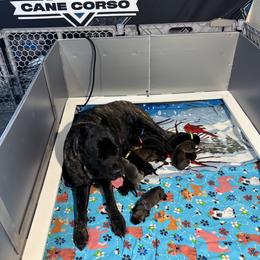 Girl 4 - female Cane Corso puppy in Linden, Texas from Da Boyz Cane Corso