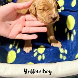 Willow - Apricot male Goldendoodle puppy in Vancouver, Washington from Mini Goldendoodles