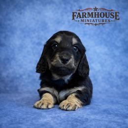 Duncan - Black and cream male Dachshund puppy in Mountainburg, Arkansas from Farm House miniatures