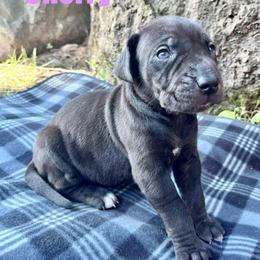Cherry - Black female Catahoula Leopard Dog puppy in Washington from Coweeman Catahoulas