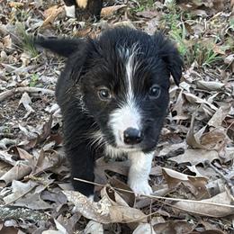 Bonnie - Black and white female Border Collie puppy in Paris, Texas from Broadmoor Farm