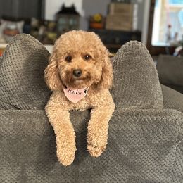 Louie - Goldendoodle