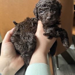 Poodle Puppies from Noelle Poodles