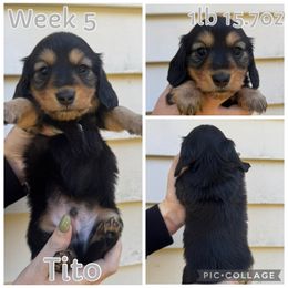 Tito - Black and tan male Dachshund puppy in Michigan from M.H.P Dachshunds
