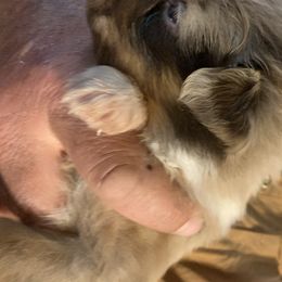 Australian Shepherd Puppies from Whitney Hill Aussies