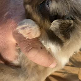 Australian Shepherd Puppies from Whitney Hill Aussies