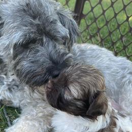 Havanese from Happiness in Havanese