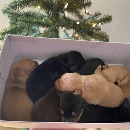 Dachshund Puppies from Unicorn Kennels LLC