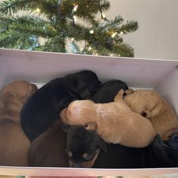 Dachshund Puppies from Unicorn Kennels LLC