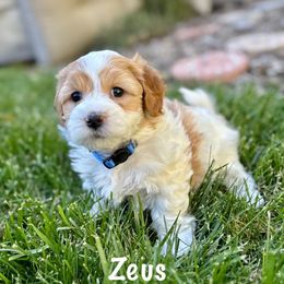 Zeus - Red Havapoo puppy in South Jordan, Utah from Meadowlark Doodles