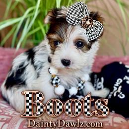 BoOts - Parti female Yorkshire Terrier puppy in Prosper, Texas from DaintyDawlz