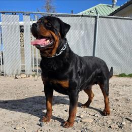 Elton - Rottweiler
