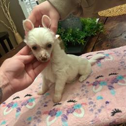 Puff girl - White female Chinese Crested puppy in Blue Earth, Minnesota from Ciao Bella Chinese Cresteds